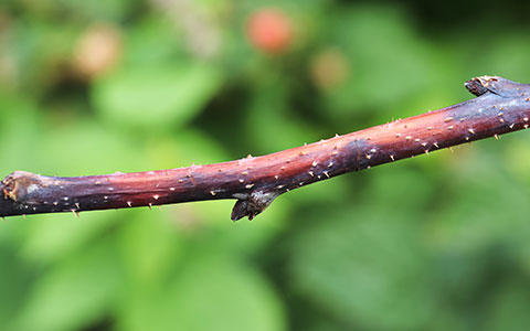 Anthracnose causes discoloration and death of twigs and branches