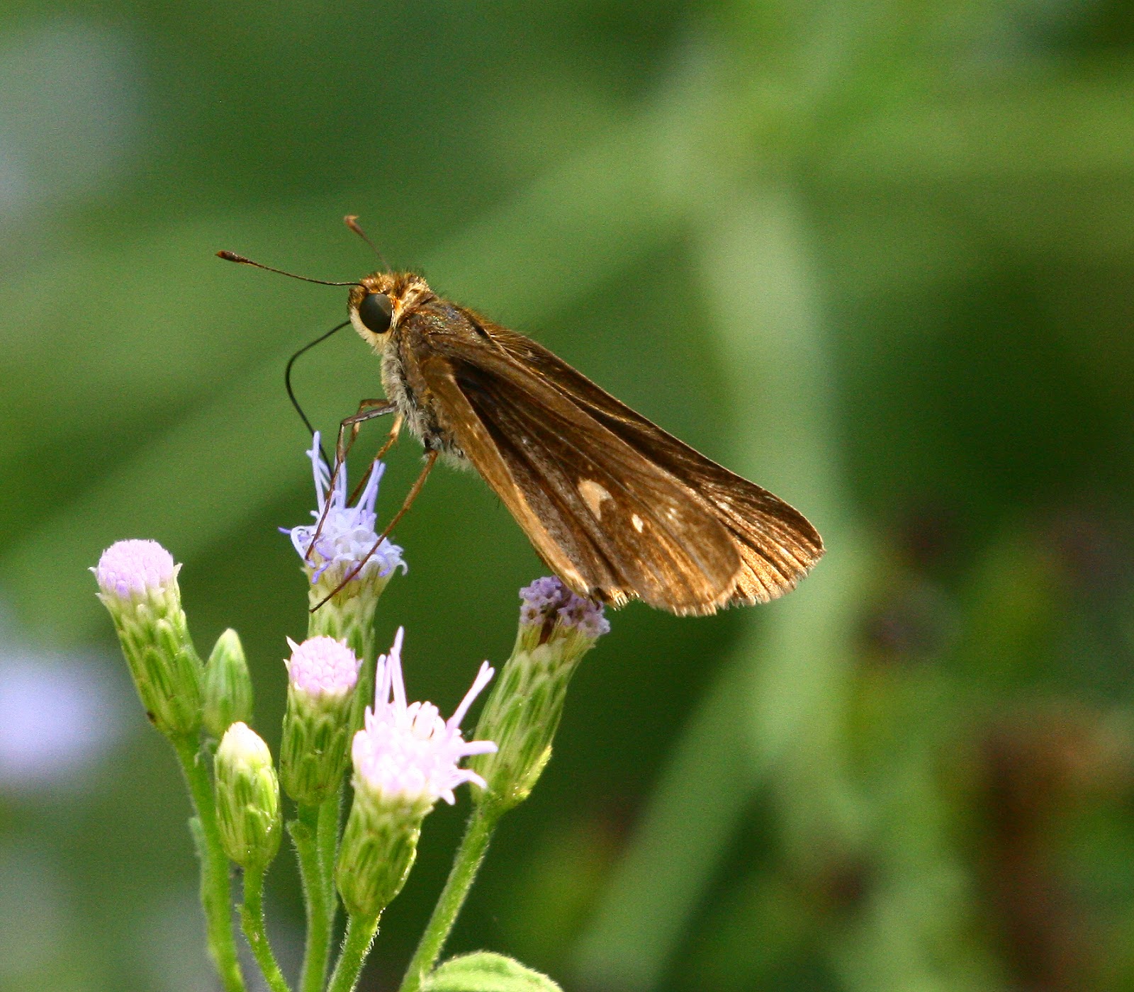 Texas Butterflies of Carolyn Ohl Skipper, Ocola