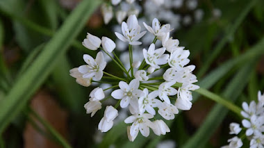 Allium neapolitanum, blanco y radiante