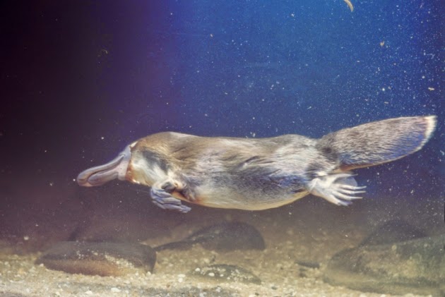 are platypus endangered species are platypus endangered species