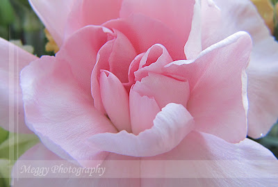 Meggy Photography: Urodzinowe kwiaty