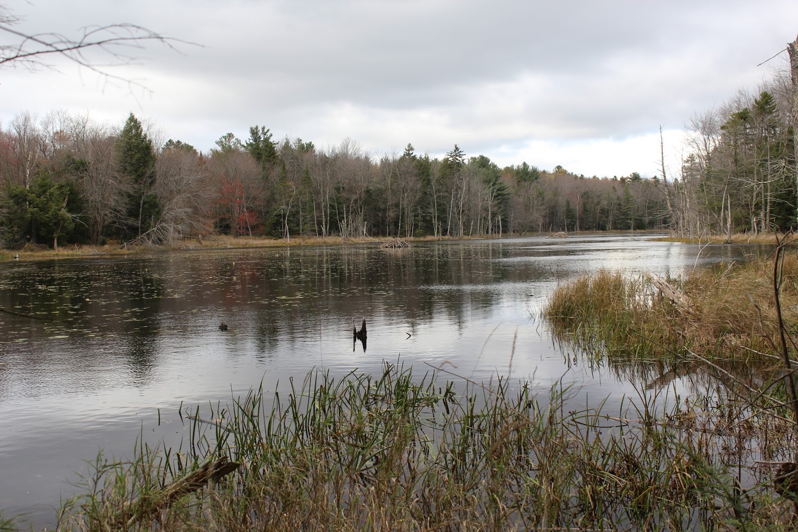 Walking Man 24 7 Dyken Pond(Rensselaer Plateau, NY)