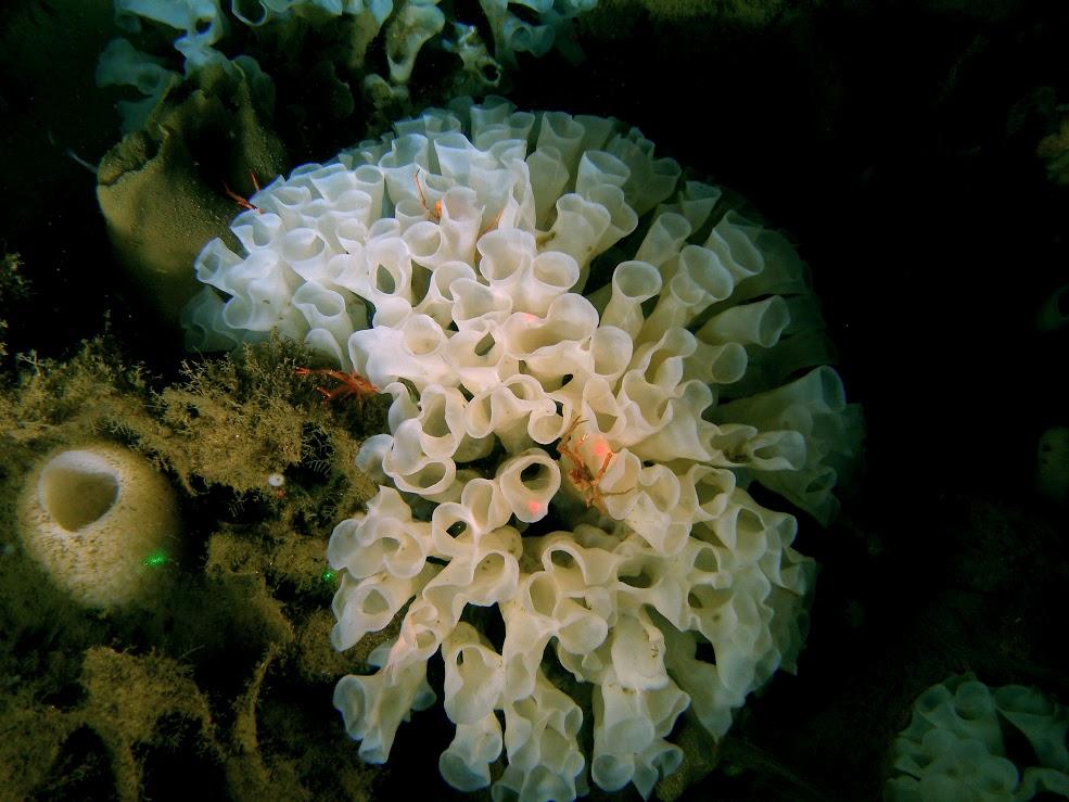 JoAnne's Ramblings Indestructible Creatures/Glass Sponge