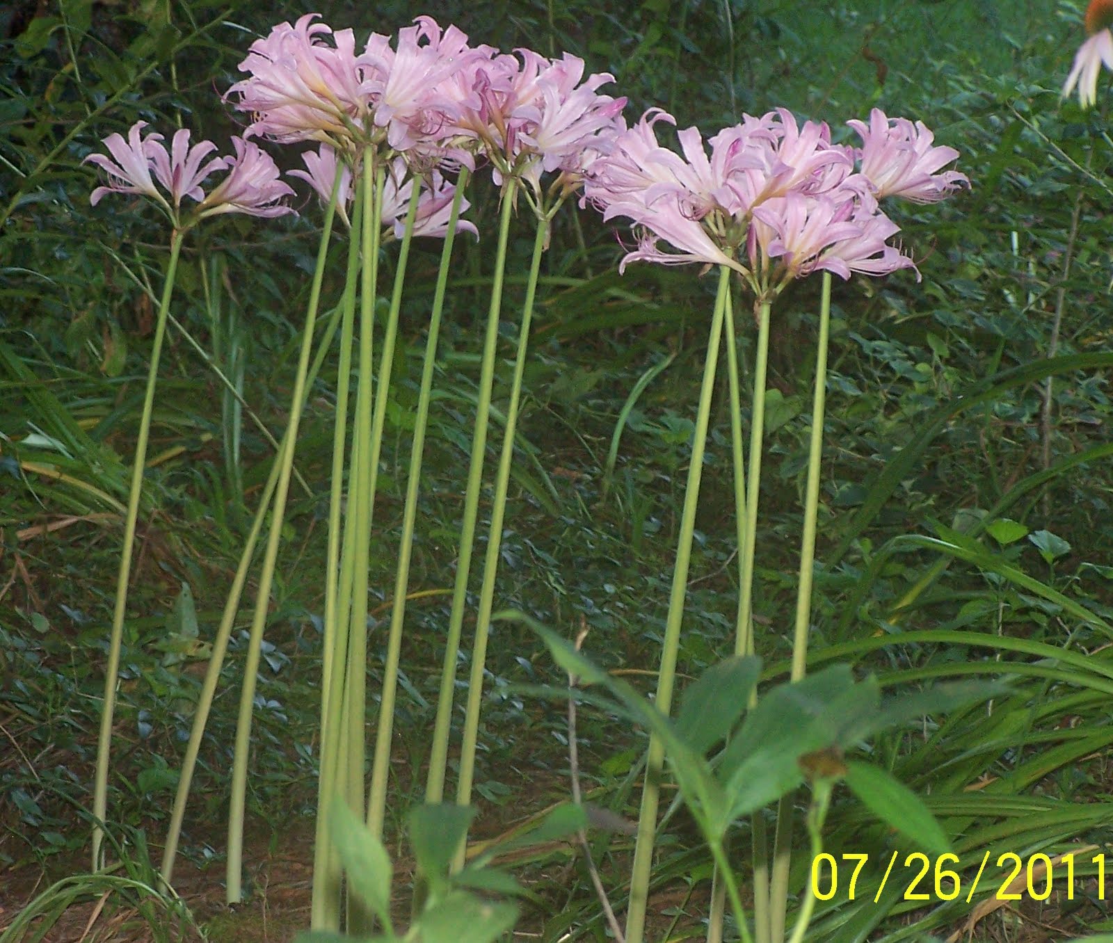 The Plant Naked Lady - Tinyteens Pics