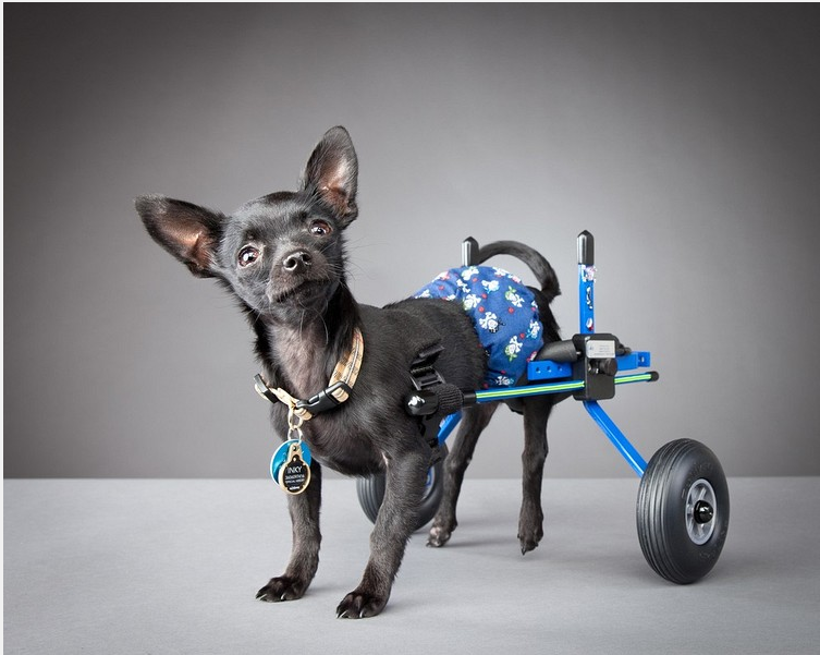 I Have Seen The Whole Of The Disabled Dogs