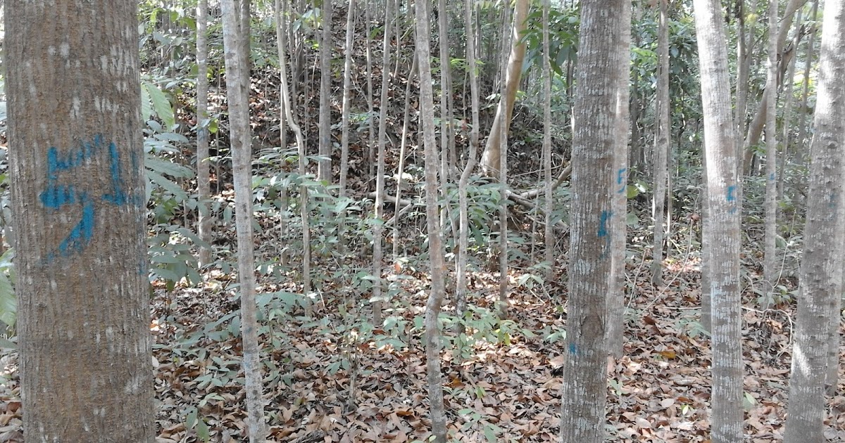 Sustainable Development: Numbering the trees