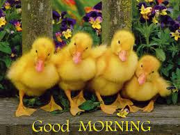 Good Morning Good Morning