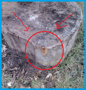 tree stump slightly chewed along the edge.  The damage is circled in red, with red arrows pointing the area out.