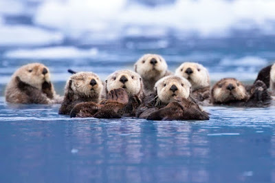 otters otter alioto kisses ecosystems foundsf