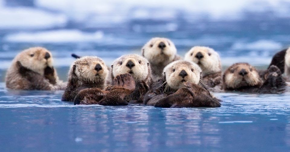 Group 6: Southern Sea Otters by Natalie LaFollette