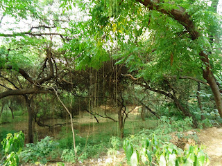 Photo of A walk in the forest