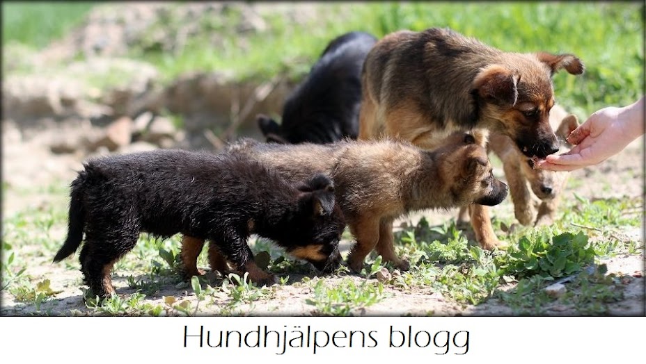 Hundhjälpens Blogg