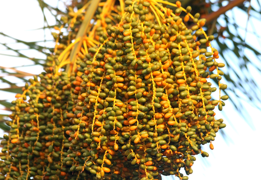 A photo, A thought............ Plant Date palms in South California......