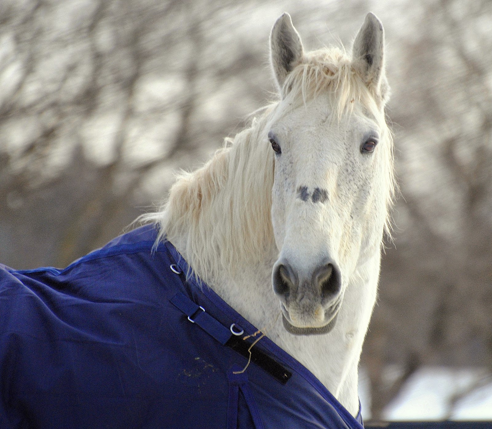 CAMERA ON KING Heavy horses do wear blankets