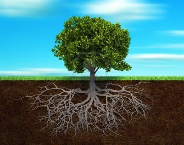 colorful of life: Belajar dari Pohon