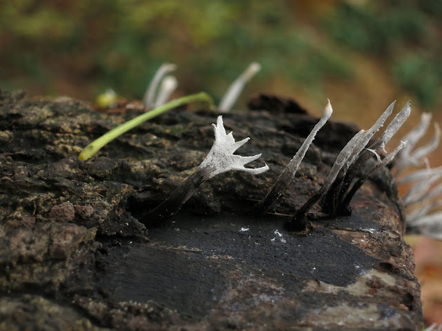 Candlesnuff Fungus (Xylaria hypoxylon) on log showing different stages