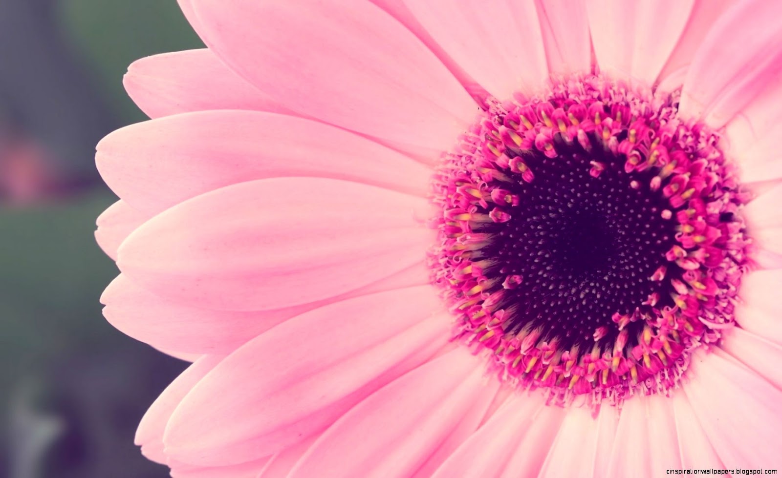 Pink Flower Laptop Wallpaper