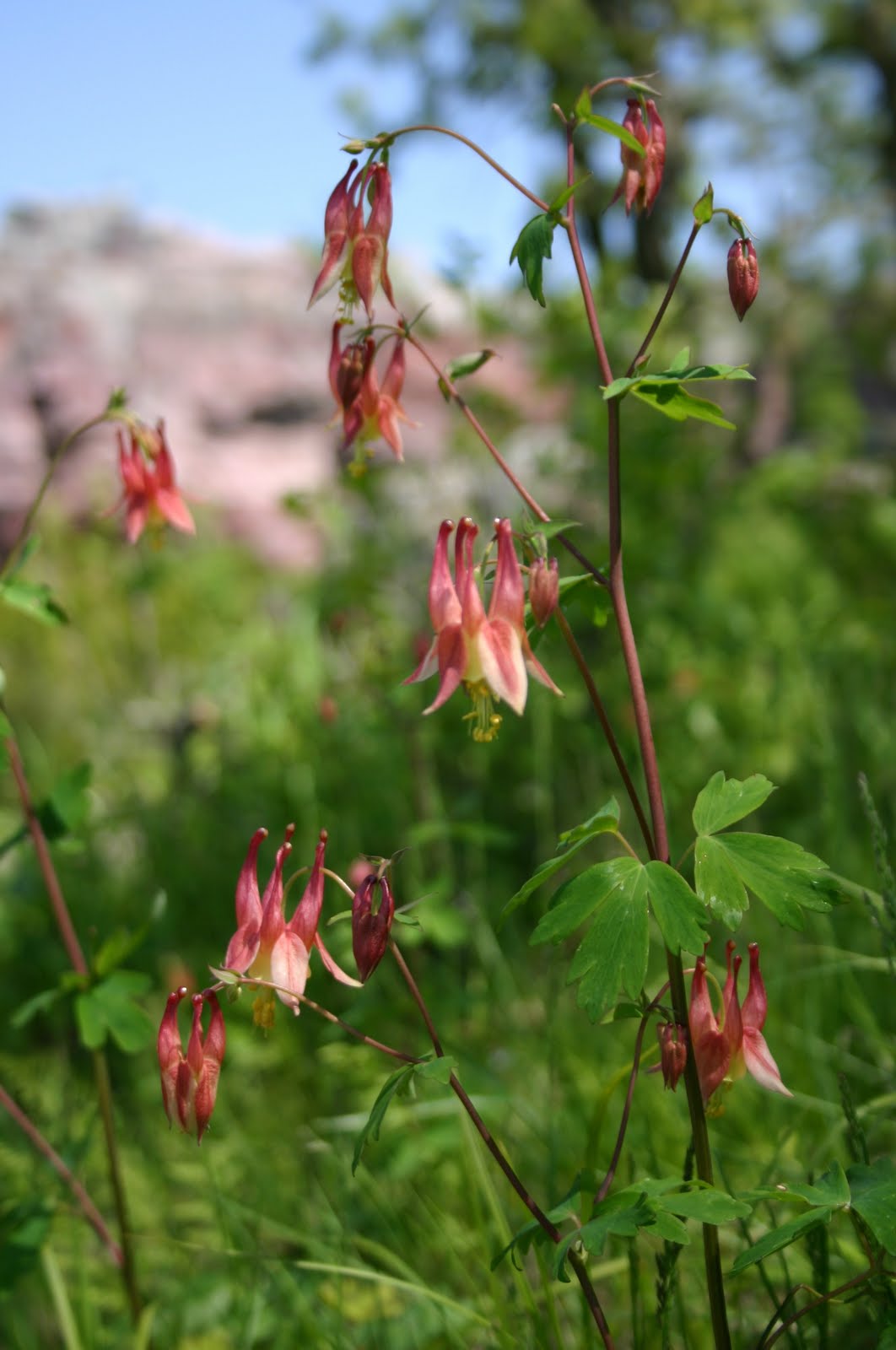 Plant Literate 5 Wild Columbine