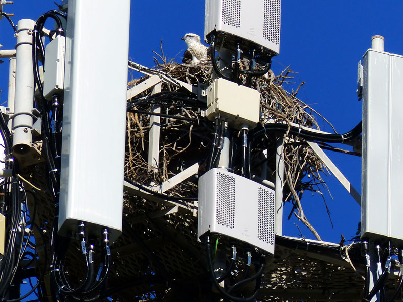 A Perth Bird Diary Osprey nests around Perth and the Swan River