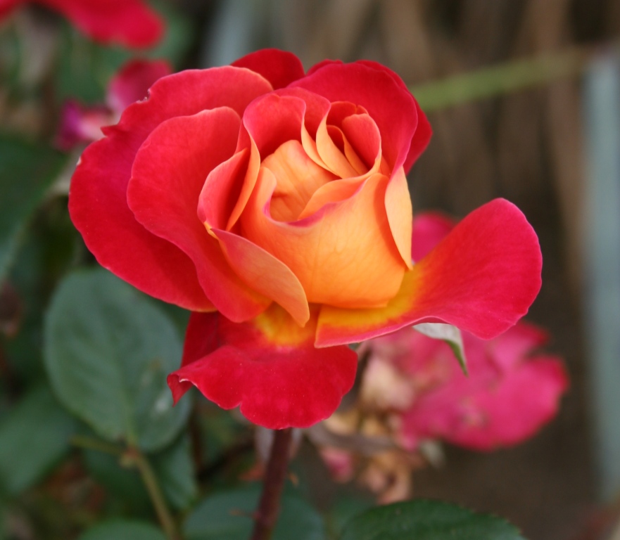 Garden Musings: My Roses