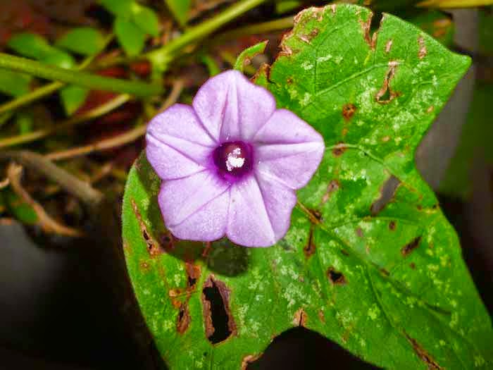 Tievine Bell Weed Morning GloryWal Thel Kola SL Flora