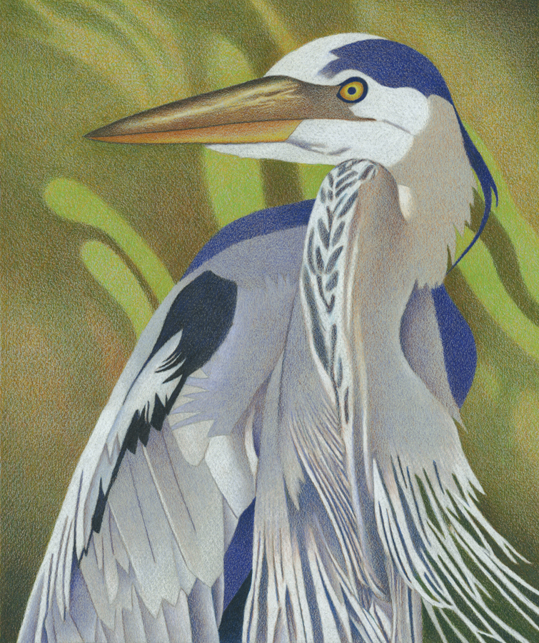 Impression Evergreen Great Blue Heron Colored Pencil