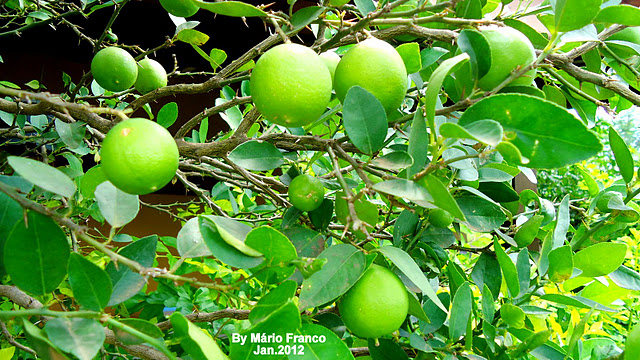 Meu Cantinho Verde: LIMÃO-GALEGO - ( Citrus aurantifolia )