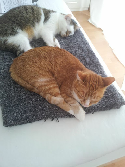 Haustiere Katzen