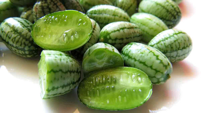 Cucamelon, Buah Yang dipandang Remeh Tapi Bermanfaat Besar