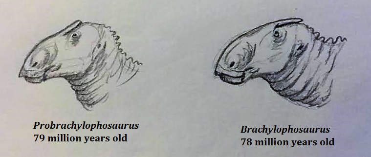 Prehistoric Beast of the Week Probrachylophosaurus Beast of the Week
