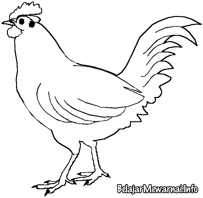 Sketsa Gambar Ayam Hitam Putih Keren