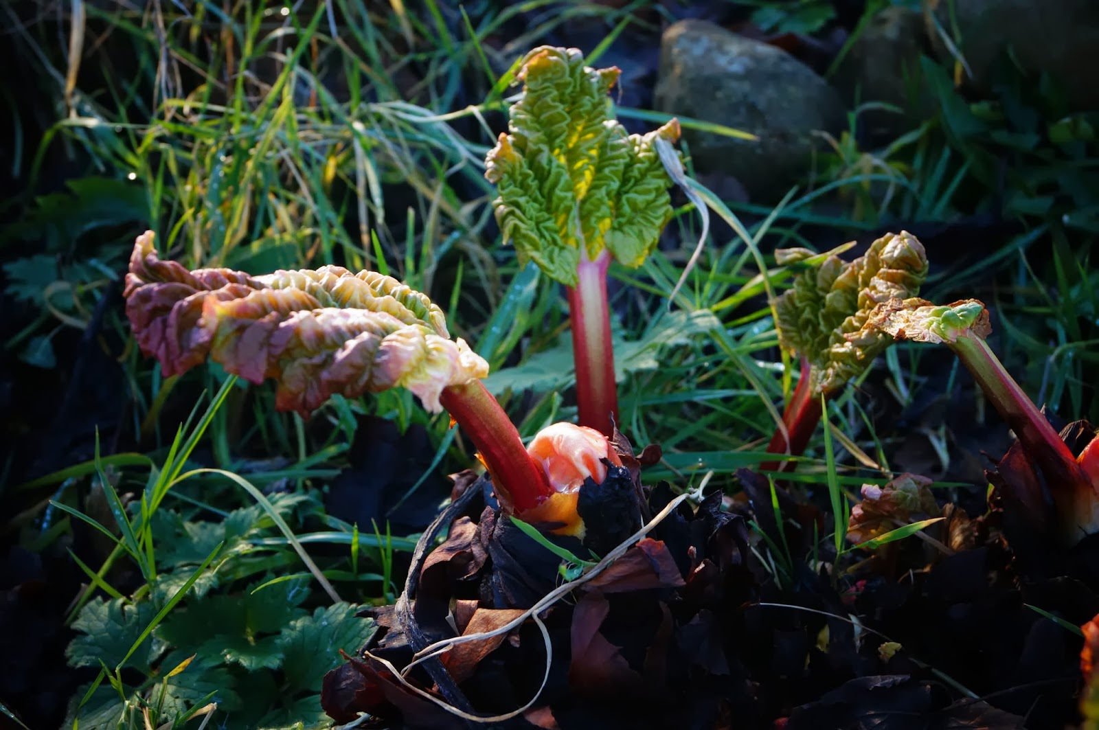 Rhubarb poking through - 'Grow Our Own' Allotment Blog