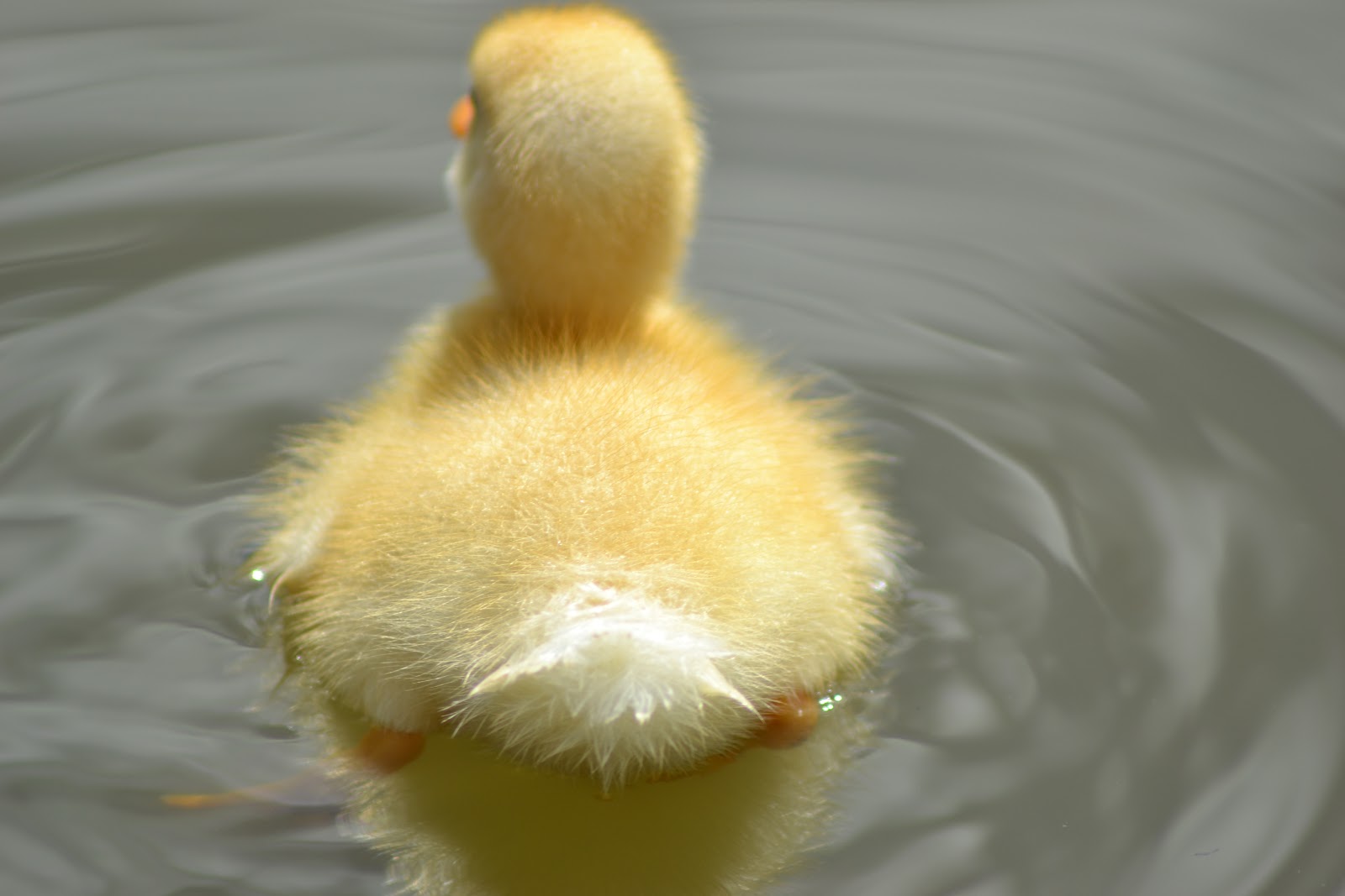 TheA+ Photography Fluffy Duck