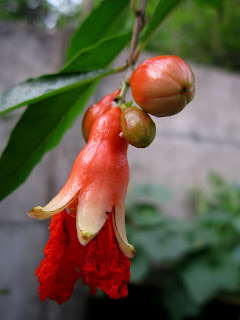 buah delima merah