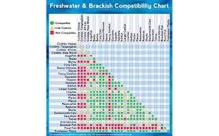 Fish Compatibility Chart