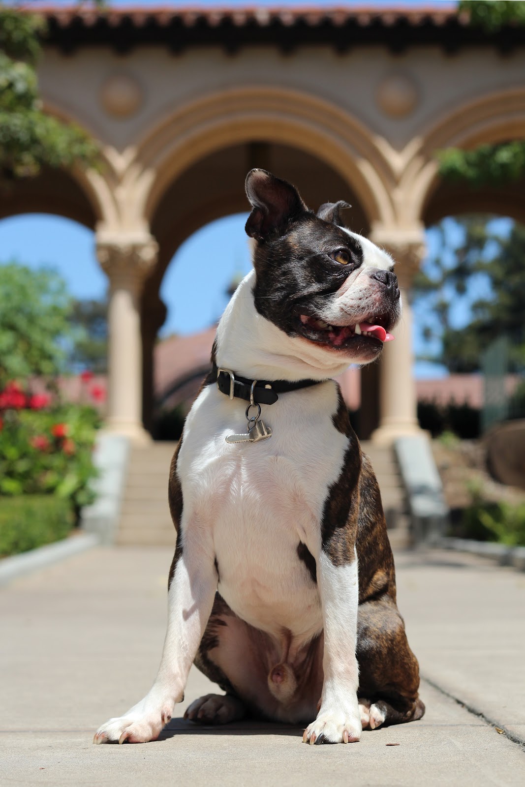 Giblets and Molly Boston Terriers Goose on the Loose Giblets Chainsaw Balboa Park Photo Shoot