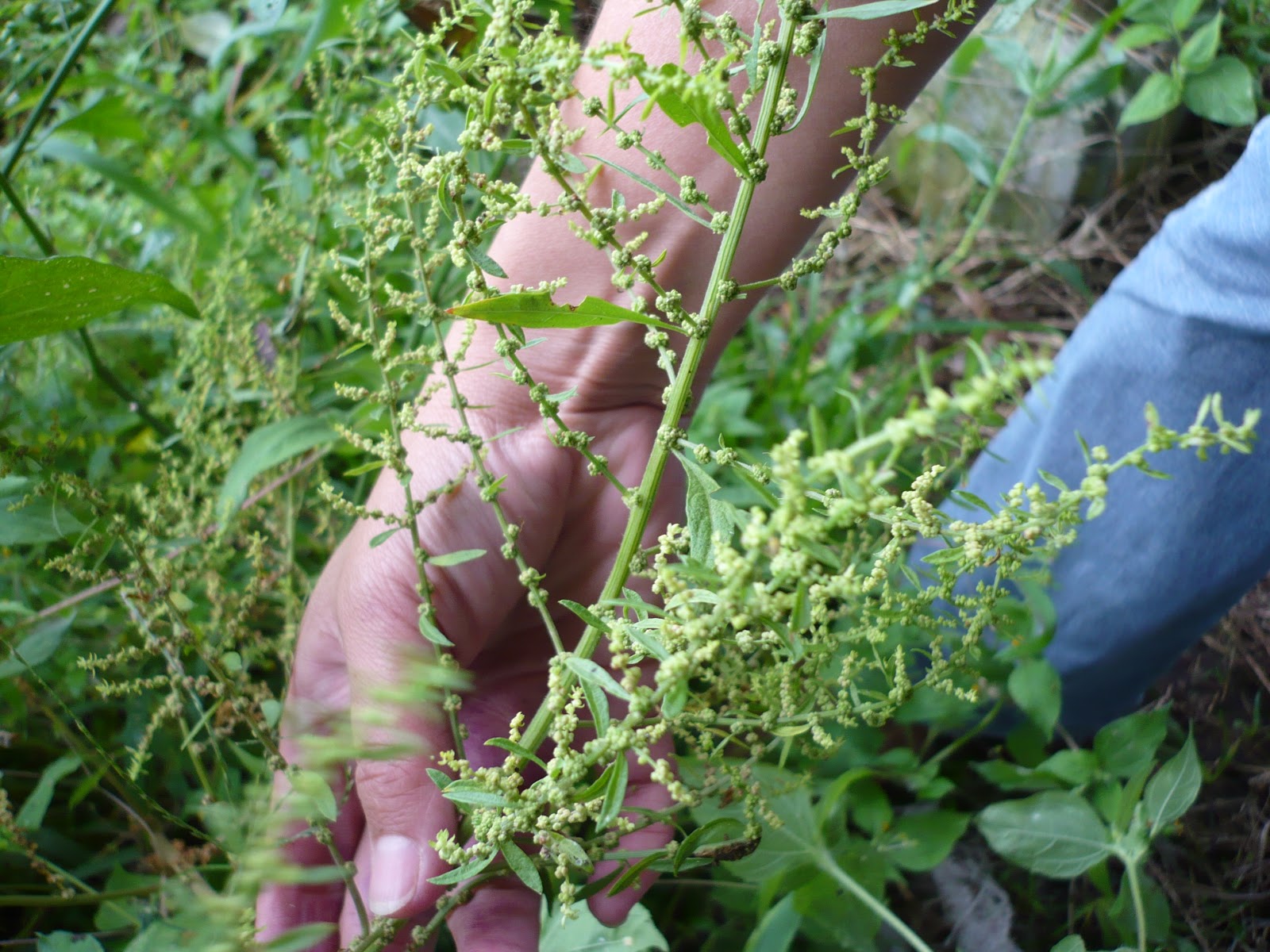 PLANTAS MEDICINALES: PLANTAS MEDICINALES - PAICO, DESCRIPCION Y USOS ...