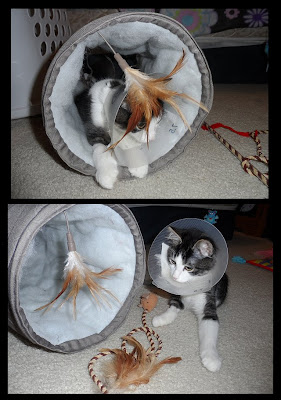 Anakin's new toys & wearing his cone