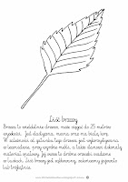 liść brzozy szablon opis