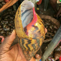 snail farming techniques Achinata achatina