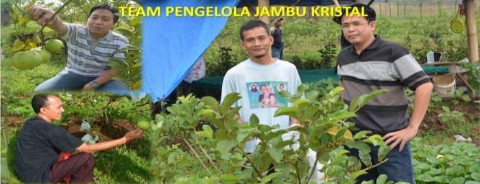 Jual bibit jambu kristal