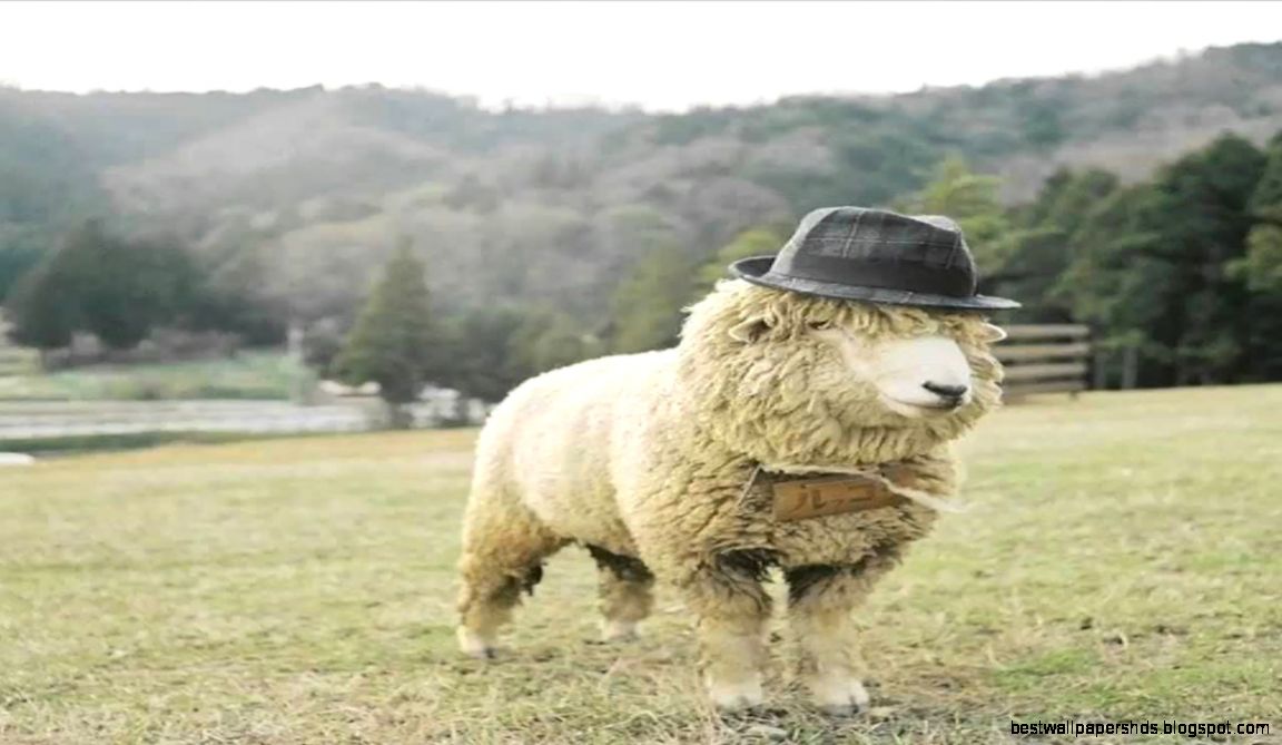 Top 10 Best Pictures of Funny Sheep   YouTube