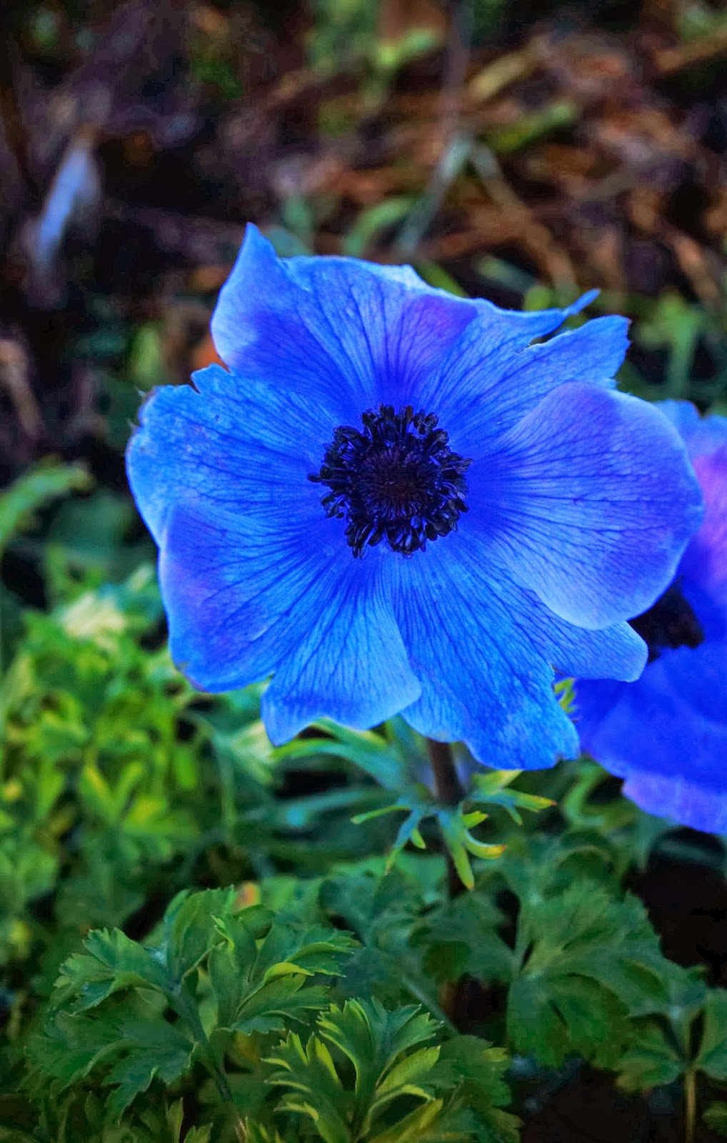 A little duo of happiness, two blue anemones  - 'Grow Our Own' Allotment Blog