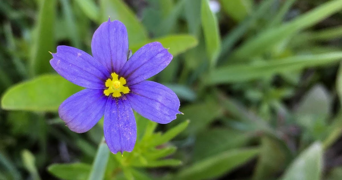 Champlain Islands' Nature Blueeyed Grass