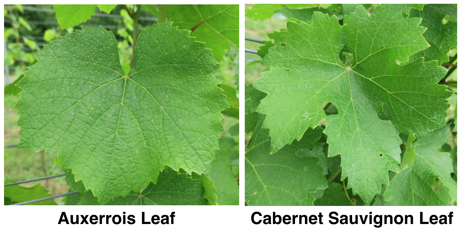 EnoViti Ampelography What Leaves Can Tell Us