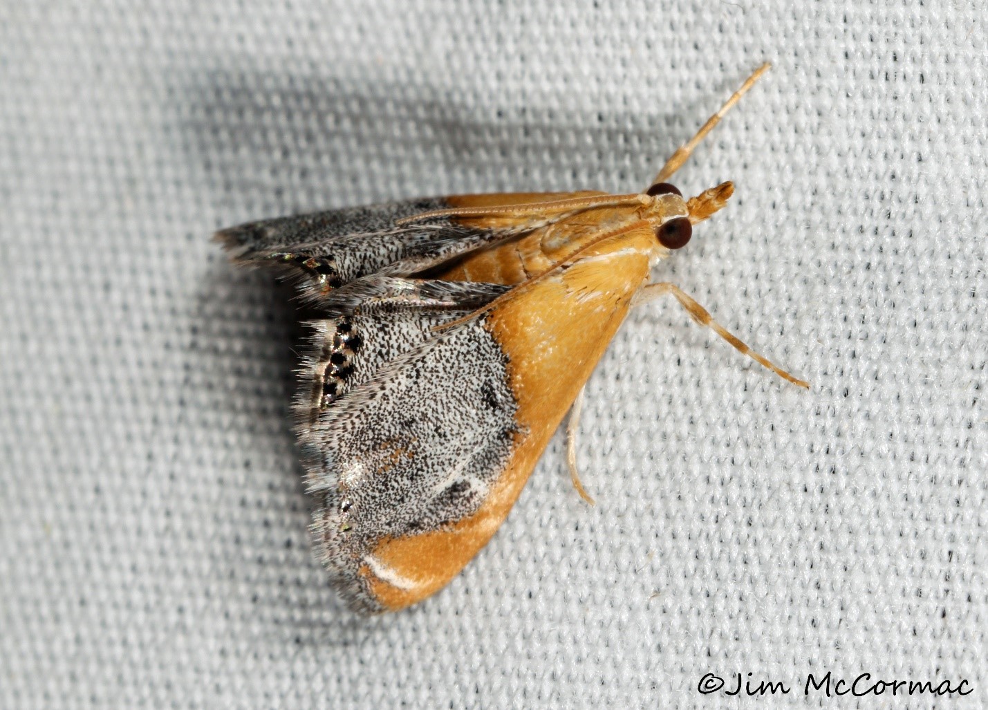 Ohio Birds and Biodiversity Waspeating moth fills rare niche