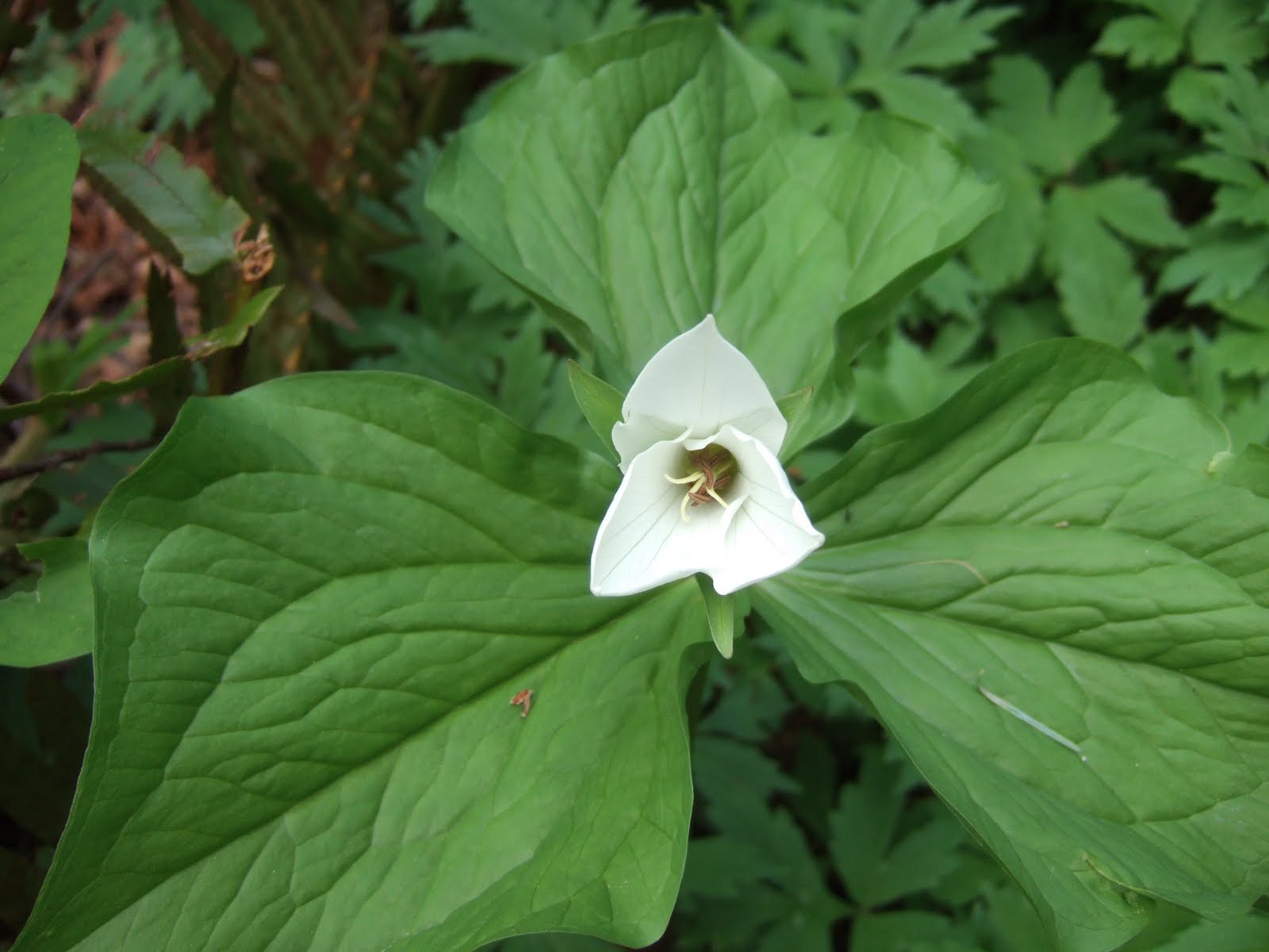 Reading the Washington Landscape Return of the Western Washington Jungle