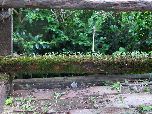 En el jardin: la alegría de ser jardinero (1º entrega)