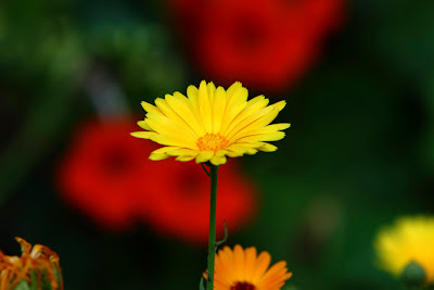 صور لفصل الربيع
