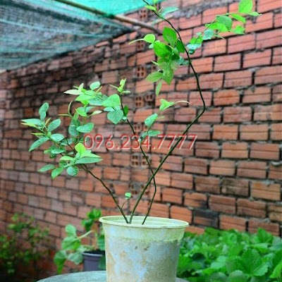 Đăng tin rao vặt: Một số đặc điểm của cây Việt Quất Cay-giong-Viet-quat-den-480x480